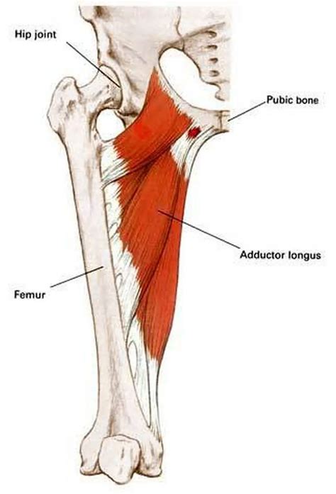 Pictures Of Adductor Magnus Tendons