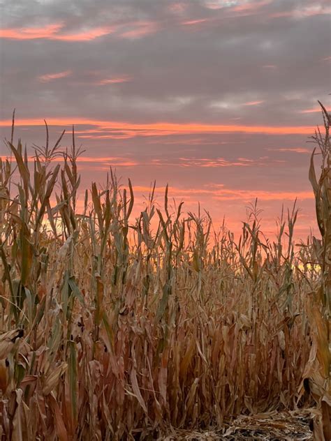 Corn maze Corn Maze, Beautiful Sky, Autumn, Fall, Aesthetic, Fall ...