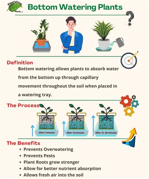 Watering Plants with Pasta Water: The Benefits Explained - Flourishing Plants