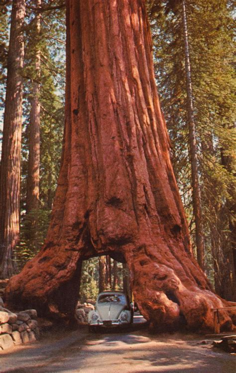 Wawona Tree Tunnel Yosemite | Urlaub usa, Naturwunder, Fotografie natur