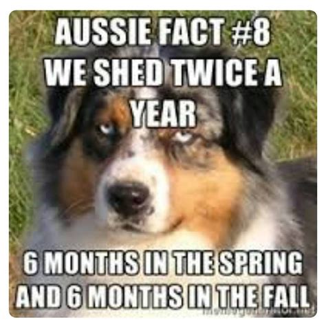 15 Funny Australian Shepherd Memes To Make Your Day Page