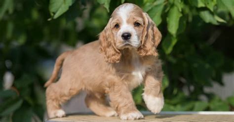 American Cocker Spaniel Animal Pictures | A-Z Animals