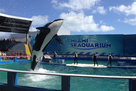 Miami Seaquarium - Magic Tours