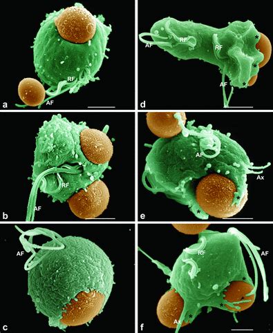 Coral under a microscope, and phagocytosis by...