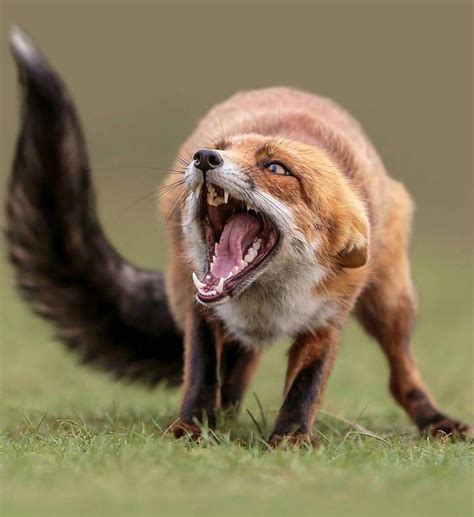 Arno van Zon #FineArtPhotography | Angry animals, Animals, Wildlife animals