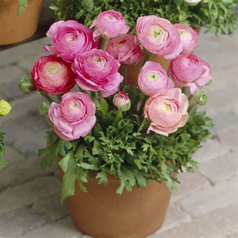 Ranunculus Bulbs - Pink | Spring Flower Bulbs | Eden Brothers