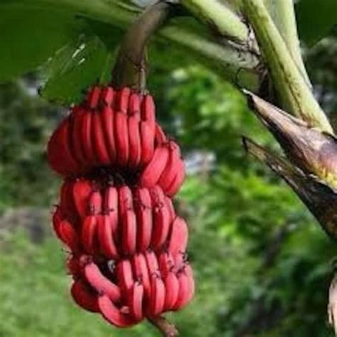 Rare Red musa Acuminata 'red Dacca' Banana Plant. - Etsy