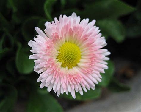 Bellis perennis | GardensOnline