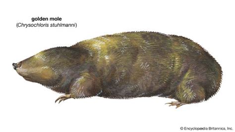 Golden mole | Burrowing Mammal of Africa & Asia | Britannica