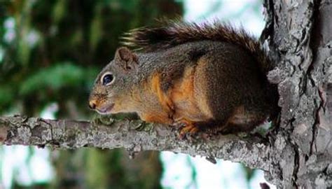 Squirrel Sleeping Habits | Animals - mom.me