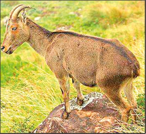 Nilgiri Tahr - State animal of Tamil Nadu - Notes