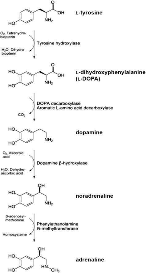 Biosynthetic pathway of the catecholamines dopamine, noradrenaline and... | Download Scientific ...