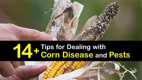 Diseases Affecting Corn - Corn Growing Problems