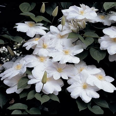 Clematis Candida | White Flower Farm