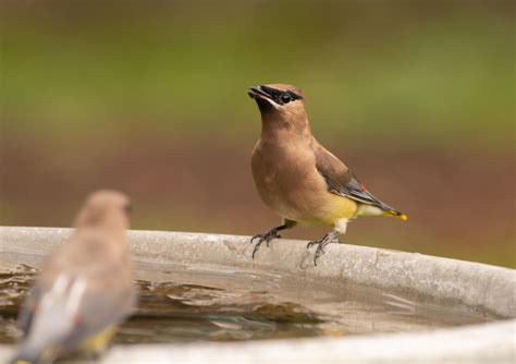 What Do Cedar Waxwing Calls Sound Like: Song & Sounds