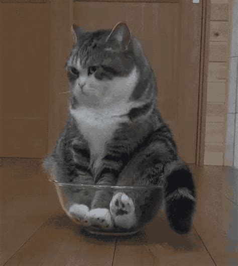 Cat Cat In A Bowl GIF - Cat Cat In A Bowl Cute - Discover & Share GIFs