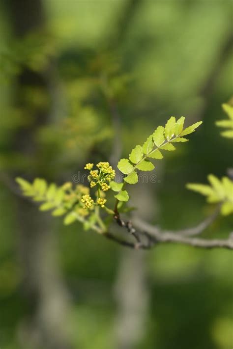 Japanese pepper tree stock image. Image of close, plant - 256022195