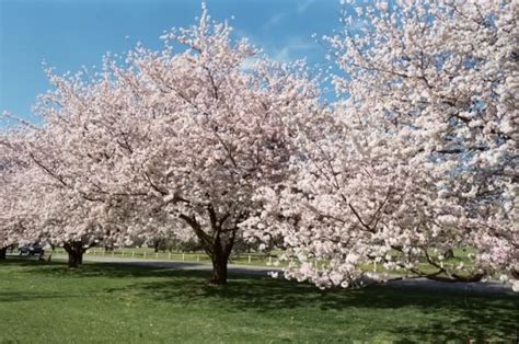 Cherry Trees, Memphis Botanic Garden Memphis Botanic Garden, Kentucky ...