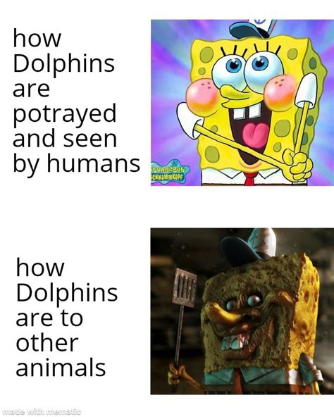 Don't mess with Dolphins : r/spongebob