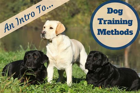 Introduction to dog training methods and techniques