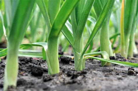 Leeks seeds pack for home garden from sri lanka ceylon | Etsy