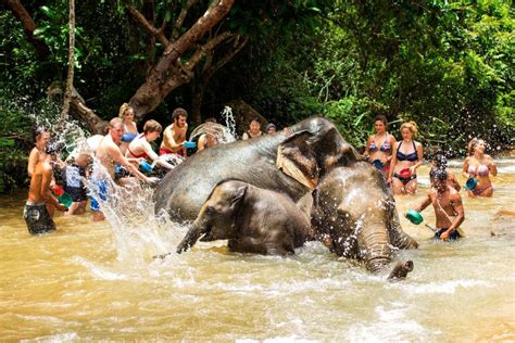 Phuket: Ethical Elephant Sanctuary Interactive Tour - Phuket.Net