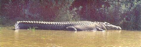 World's largest crocodile lives in Orissa