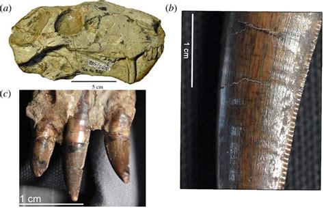 Serrated Teeth - Mammal Lineage Got There First! | Mammals, Dinosaur ...