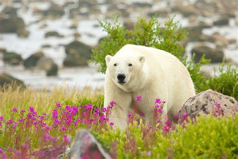 Churchill travel | Manitoba, Canada - Lonely Planet