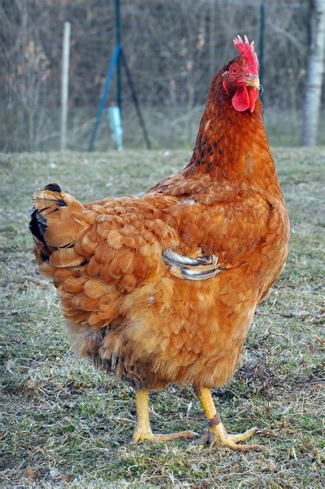 A big hen stock photo. Image of outside, poultry, animal - 13777708