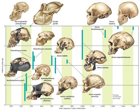 Anatomical Evidence of Evolution