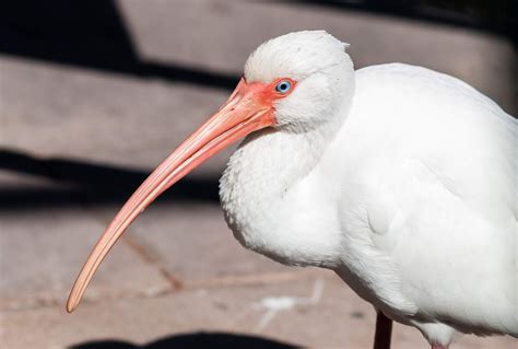 American White Ibis