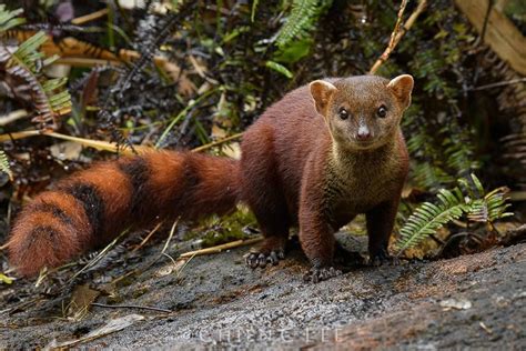 Pin on Small Mammals