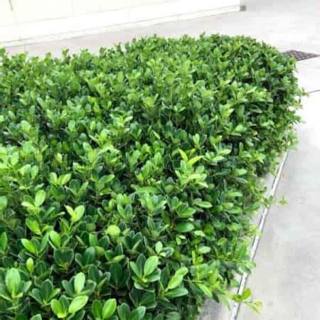 Green Island Ficus | Easy Grow Ficus Microcarpa | Hedge | Bonsai