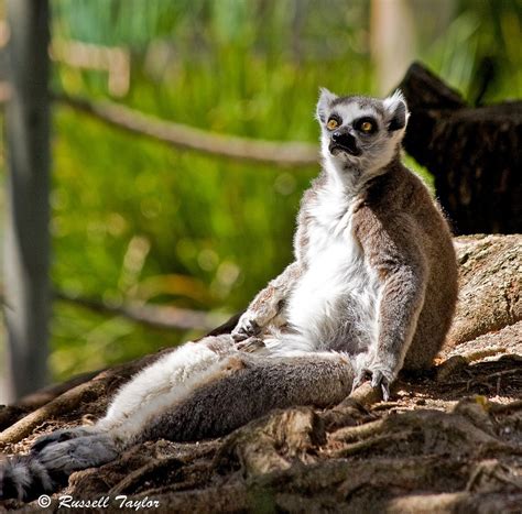 King Julian Ring Tailed Lemur | San Diego Wild Animal Park | Flickr