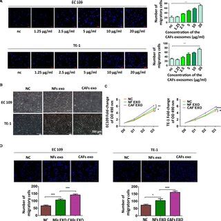 Isolation and identification of cancer‐associated fibroblasts (CAFs ...