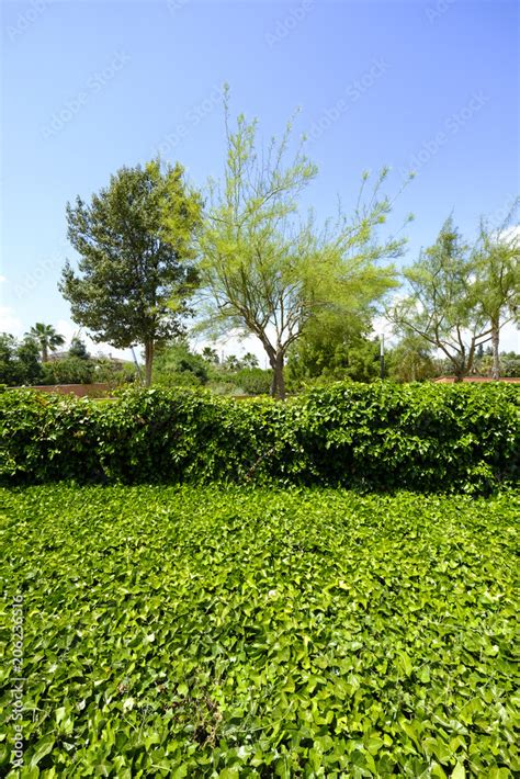 dividing wall in a park built with climbing plants Stock Photo | Adobe ...