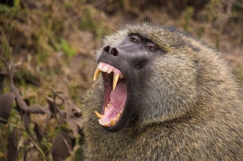 Baboon mauls 11 months old boy in Nwoya