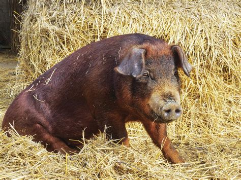 These 8 Local Farms Are Preserving Rare Heritage Hog Breeds | Features ...