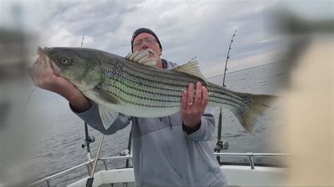 Rockfish trophy season could be canceled in Maryland | wusa9.com