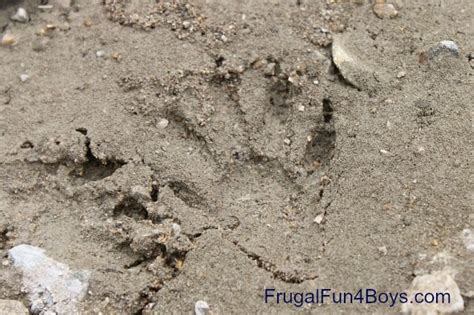 How to Make a Mold of Animal Tracks with Plaster of Paris - Frugal Fun ...