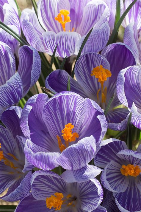 Crocus vernus Pickwick | Avon Bulbs