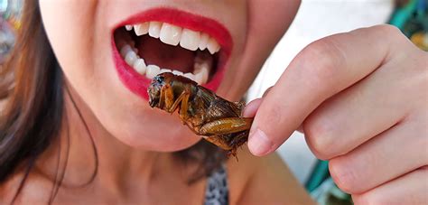 Eating Insects in Thailand (Chiang, Mai) – I am Aileen