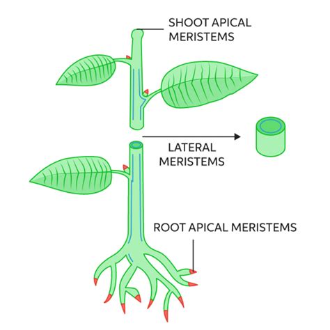 EXTREMOPHILE PLANTS AND ELIXSERI MERISTEM CONCENTRATES - Elixseri