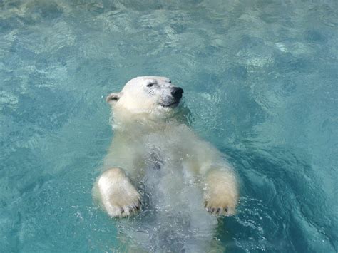 Polar Bear Swimming HD desktop wallpaper : Widescreen : High Definition : Fullscreen