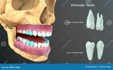 Raízes E Coxas Dos Dentes Premolares Do Dente Humano Ilustração Stock ...