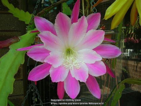 Epiphyllum: Plant Care and Collection of Varieties - Garden.org