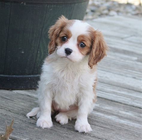 Cavalier King Charles Spaniel Puppies For Sale | Baton Rouge, LA #293813