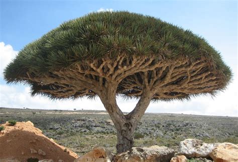 File:Socotra dragon tree.JPG - 维基百科，自由的百科全书