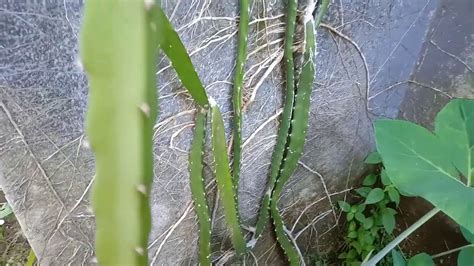 BUAH NAGA TANAM DI TEMBOK PAGAR - DRAGON FRUIT PLANTED ON THE FENCE OF THE HOUSE - YouTube